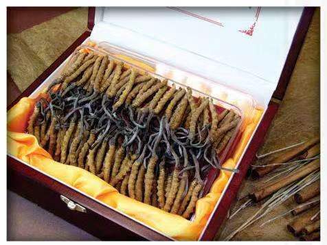 嘉禾冬虫夏草回收